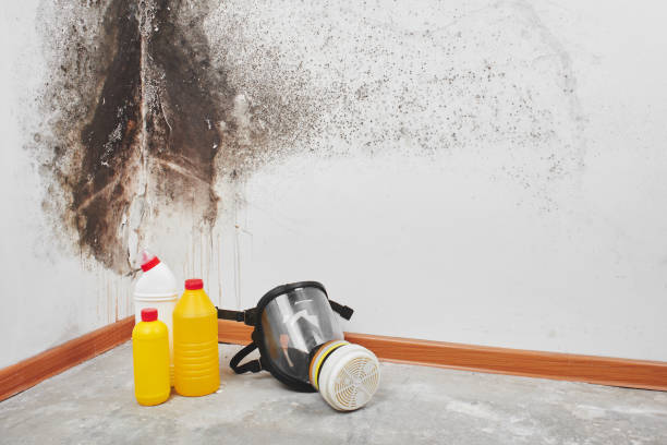 Best Black Mold Removal  in Eldersburg, MD