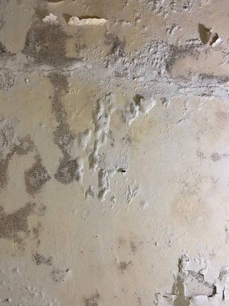 Best Attic Mold Removal  in Eldersburg, MD